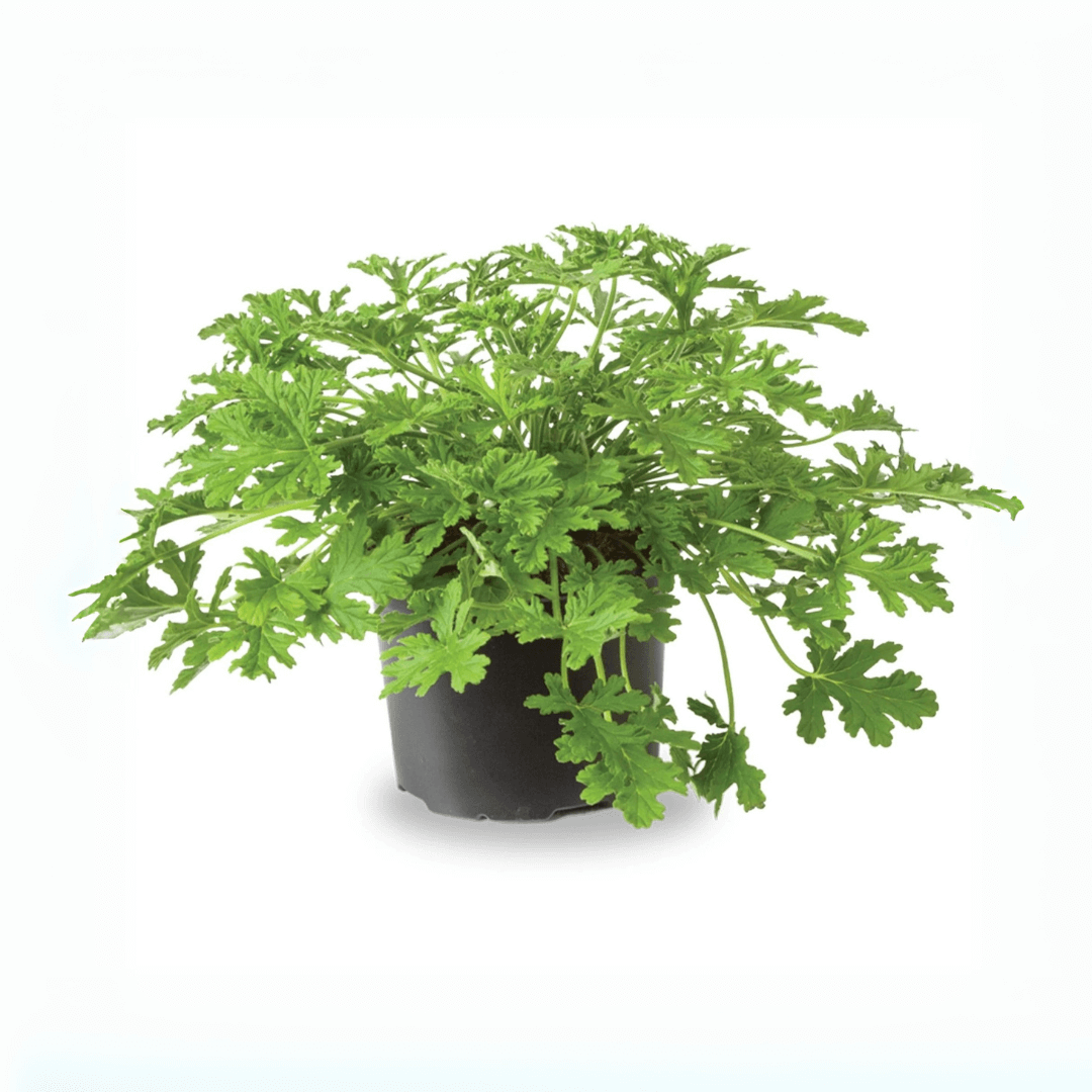 Géranium Anti-moustiques Citronnelle FERRIERE