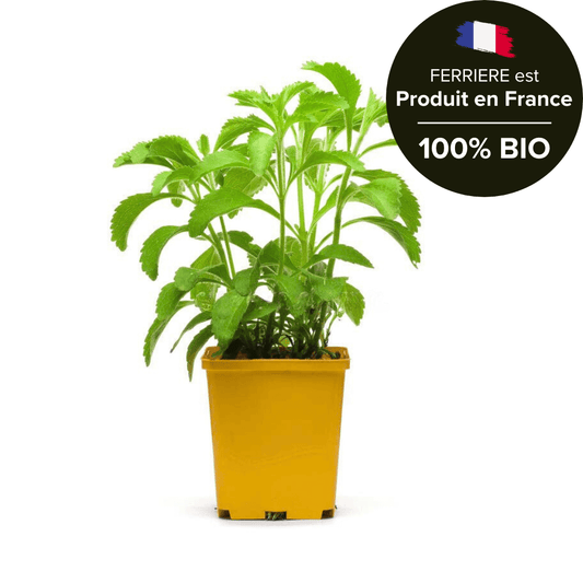 Stévia Rebaudiana FERRIERE