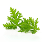 Géranium Anti-moustiques Citronnelle FERRIERE
