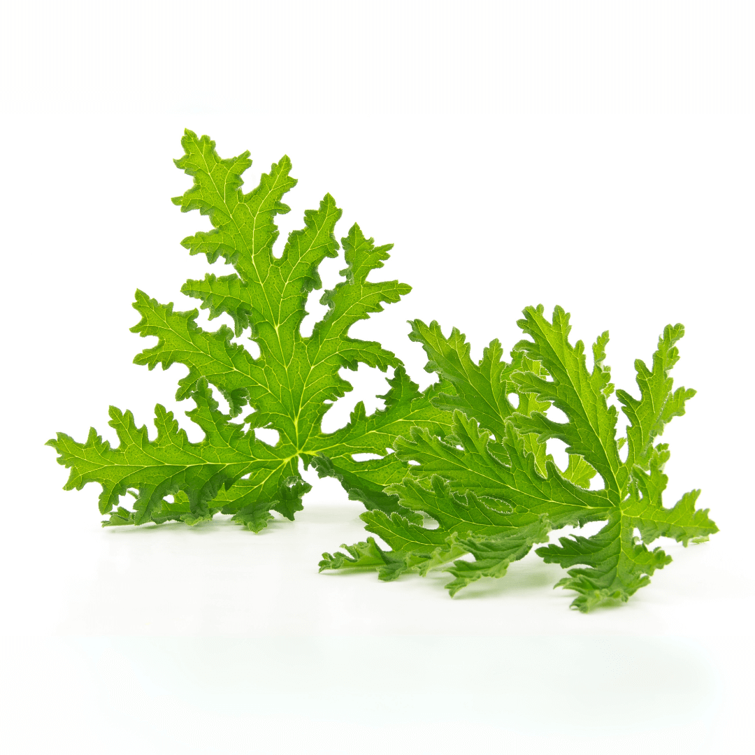 Géranium Anti-moustiques Citronnelle FERRIERE