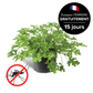 Géranium Anti-moustiques Citronnelle FERRIERE