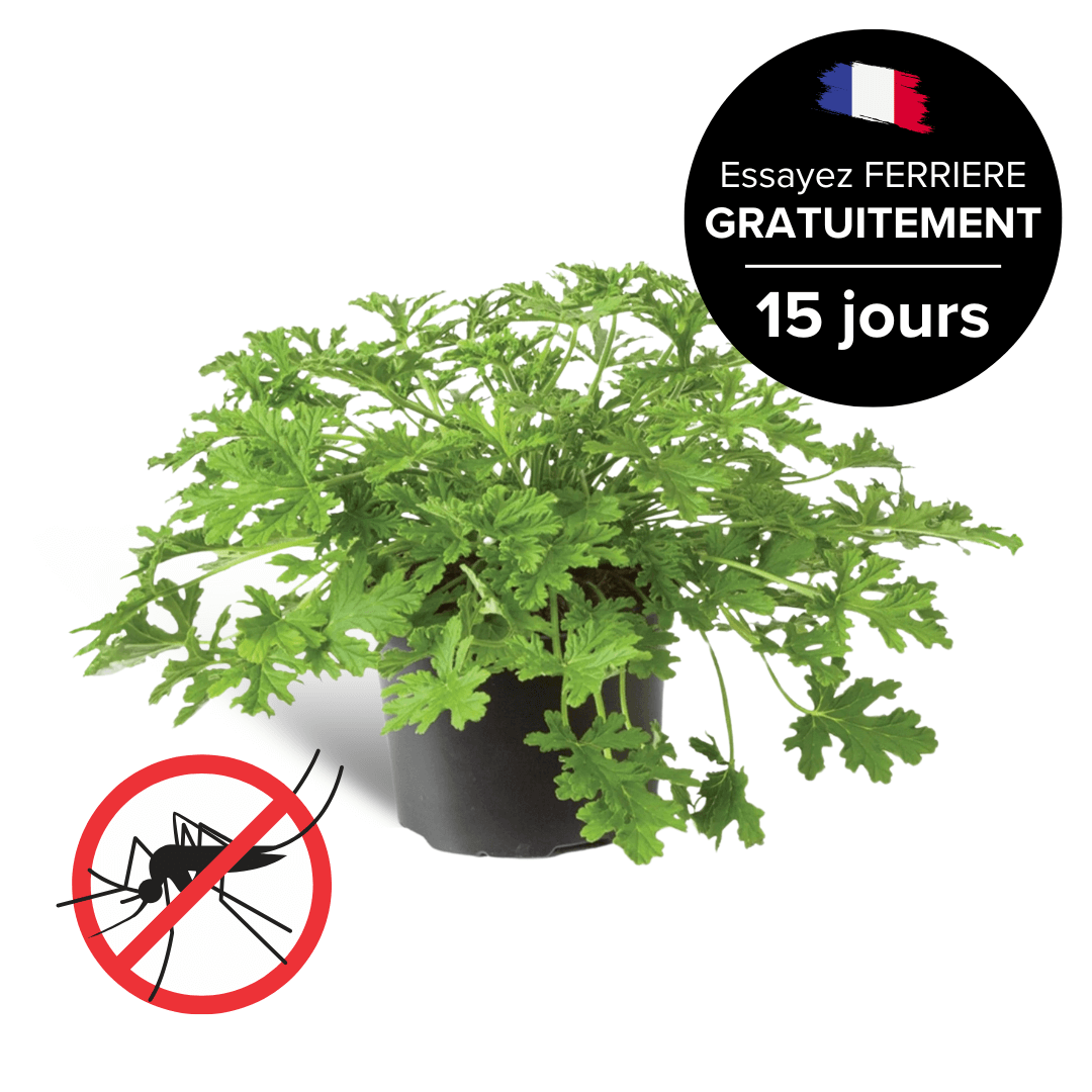 Géranium Anti-moustiques Citronnelle FERRIERE