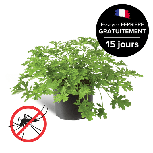 Géranium Anti-moustiques Citronnelle FERRIERE