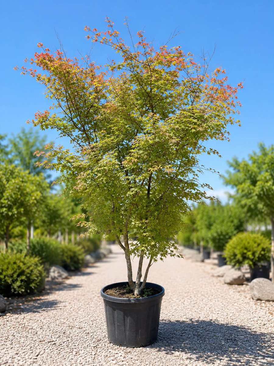Acer Palmatum Érable du Japon — Ferrière Fleurs