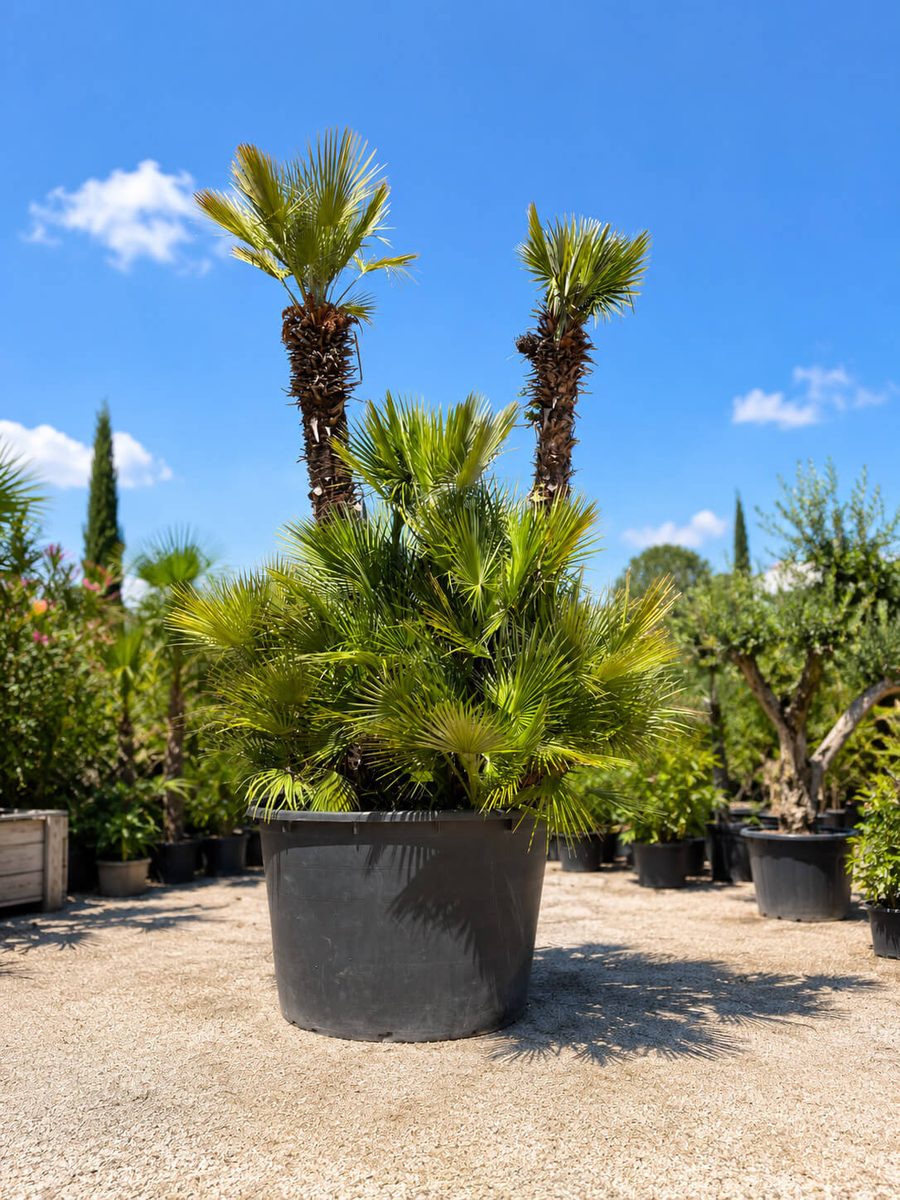 Chamaerops Humilis Multi-Tronc